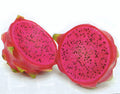 Dragon Fruit Cuttings 5-7 inches Hylocereus Undatus HALLEY'S COMET Red Flesh 2 Pack