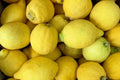 Verna Lemon Seeds - 5+ Pack for Garden Planting - Citrus limon - Fast Shipping USA