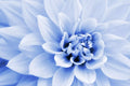 Polar Bear Dahlia Flower Seeds - 50 Seeds - White Blooms - Made in USA, Ships from Iowa
