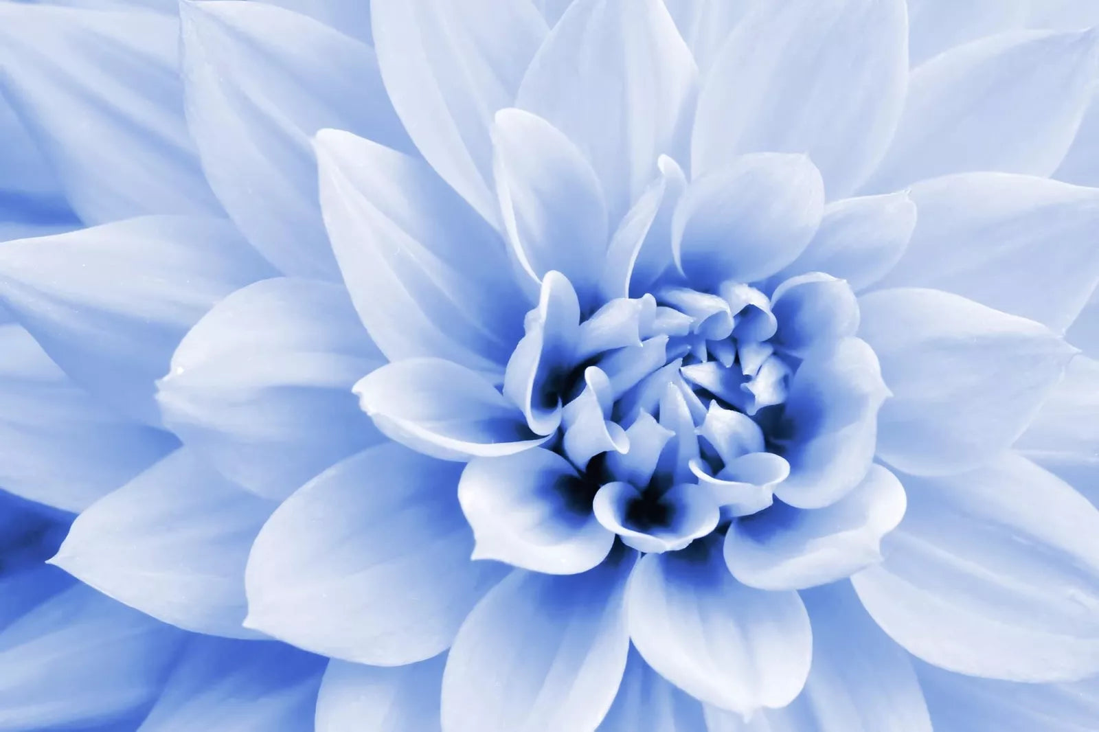 Polar Bear Dahlia Flower Seeds - 50 Seeds - White Blooms - Made in USA, Ships from Iowa