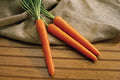 Olympus Carrot Seeds - 1000+ Seeds for Garden Planting - Daucus carota - USA Grown