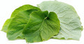 Rooted Piper Auritum Plant, Mexican Pepperleaf Hoja Santa, Root Beer Plant, Herbaceous Perennial