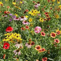 Wildflower Mix Seeds - 200 Perennial Organic Seeds - USA Grown Native Blend - Perfect for Pollinators
