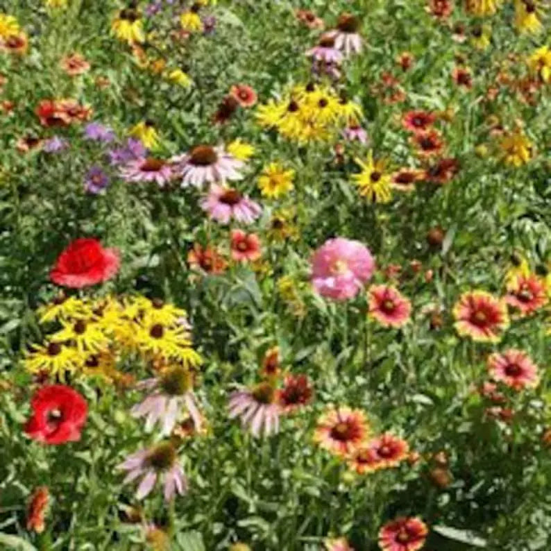 Wildflower Mix Seeds - 200 Perennial Organic Seeds - USA Grown Native Blend - Perfect for Pollinators