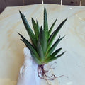 Gasteria 'Flow' Succulent Plant | Unique Green Succulent | Drought-Tolerant Indoor Plant | Low Maintenance Decor