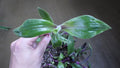 Tradescantia Cuttings - "Red Hill" Wandering Jew - Indoor Plant Cuttings - Live Plant Propagation