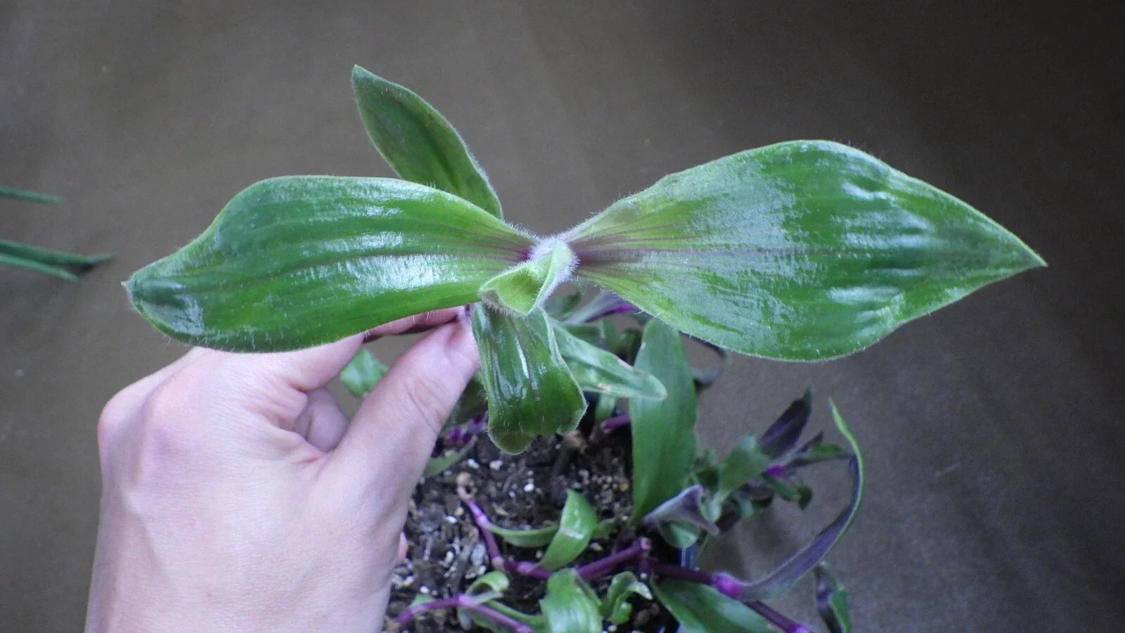 Tradescantia Cuttings - "Red Hill" Wandering Jew - Indoor Plant Cuttings - Live Plant Propagation