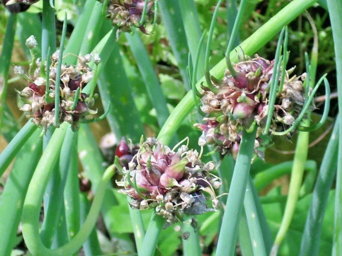 Egyptian Walking Onion Live Starter Plants Allium x proliferum Perennial Zones 3-9