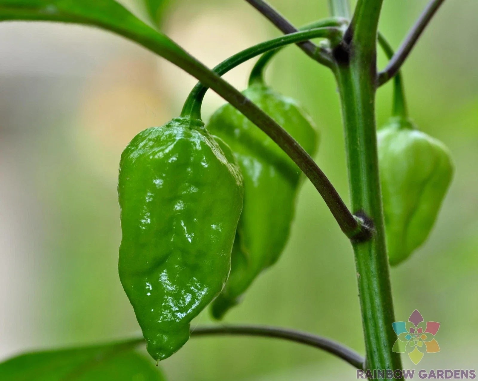 Naga Morich Hot Pepper Seeds - 25+ Count - Capsicum chinense - Ideal for Garden Planting - USA