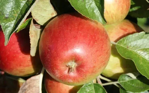 Haralson Apple Seeds - 25+ Pack for Garden Planting - Malus domestica - USA Grown
