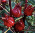 Roselle Seeds 25+ Pack I Jamaican Sour-leaf I Sorrel Hibiscus sabdariffa I NON-GMO