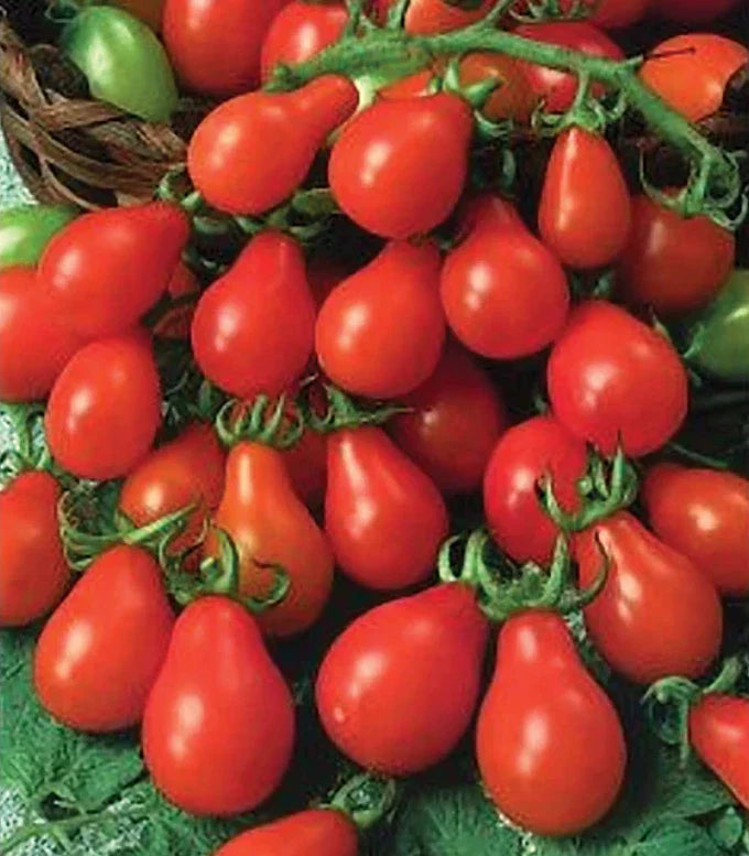 Heirloom Tomato Seeds - Red Pear Variety - Indeterminate Non-GMO - 100 Seeds for Containers - USA Grown