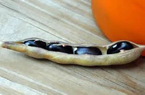 Black Valentine Bean Seeds - Heirloom, Non-GMO, 100+ Seeds - Phaseolus vulgaris