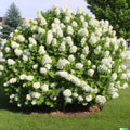 Hydrangea Seeds - 50 Pack, White Flower Bush, Hedge, Shrub | Hydrangea quercifolia