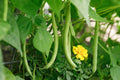 Slenderette Bush Green Bean Seeds, Stringless, NON-GMO, Heirloom, Phaseolus vulgaris