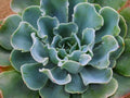 Echeveria "Blue Frills" - 4" Potted Plant - Ruffled Leaves - Succulent Plant