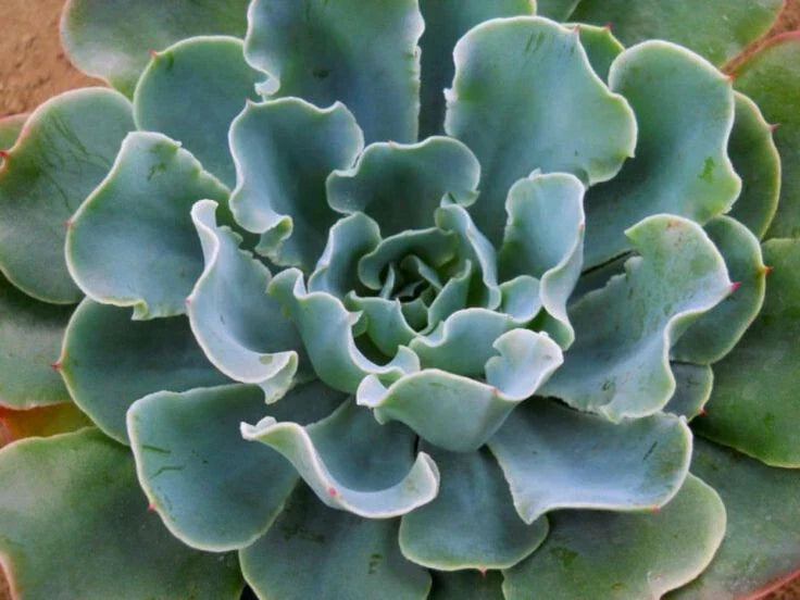 Echeveria "Blue Frills" - 4" Potted Plant - Ruffled Leaves - Succulent Plant