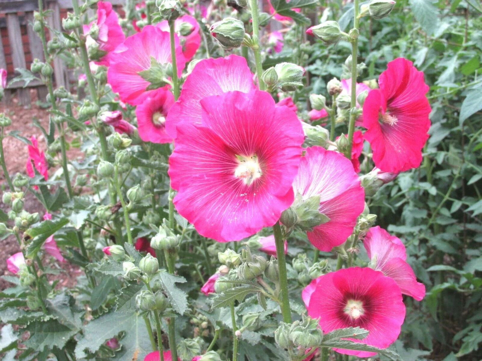 Pink Hollyhock Seeds - 51+ Heirloom Wildflower Garden Seeds for Cut Flowers - Drought & Heat Tolerant