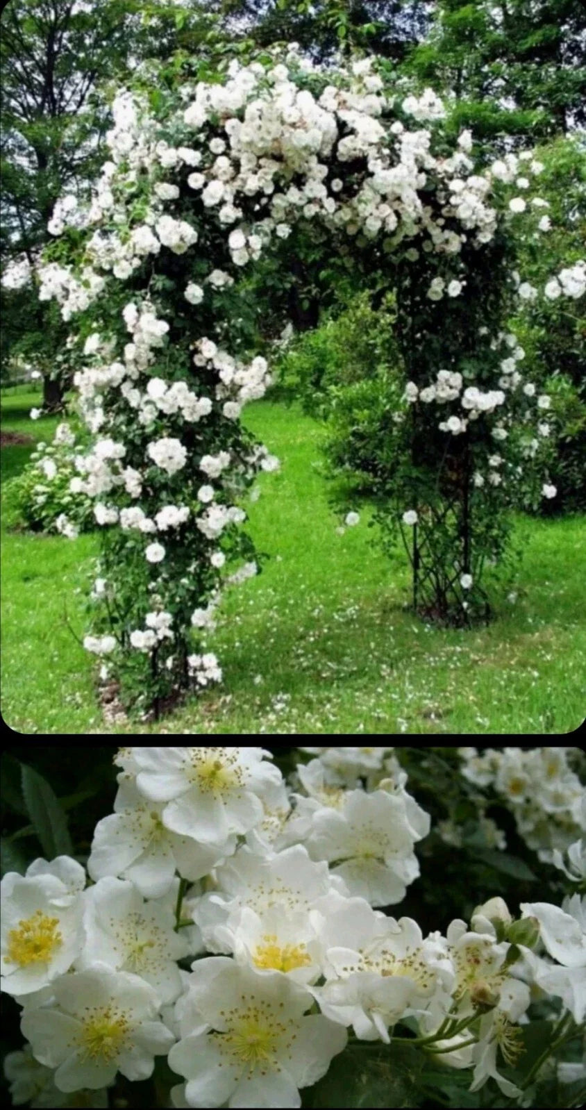 Wild White Climbing Rose Live Plant - 3-4 Ft Hardy Bare Root - All Natural, Easy Care - Rosa setigera