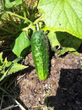 Cucumber Seeds, 50 Count, Boston Pickling, Heirloom, Non-GMO, Perfect for Pickling, Cucumis sativus