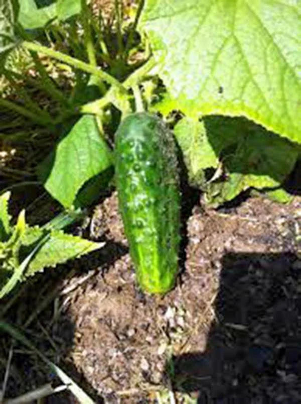 Cucumber Seeds, 50 Count, Boston Pickling, Heirloom, Non-GMO, Perfect for Pickling, Cucumis sativus