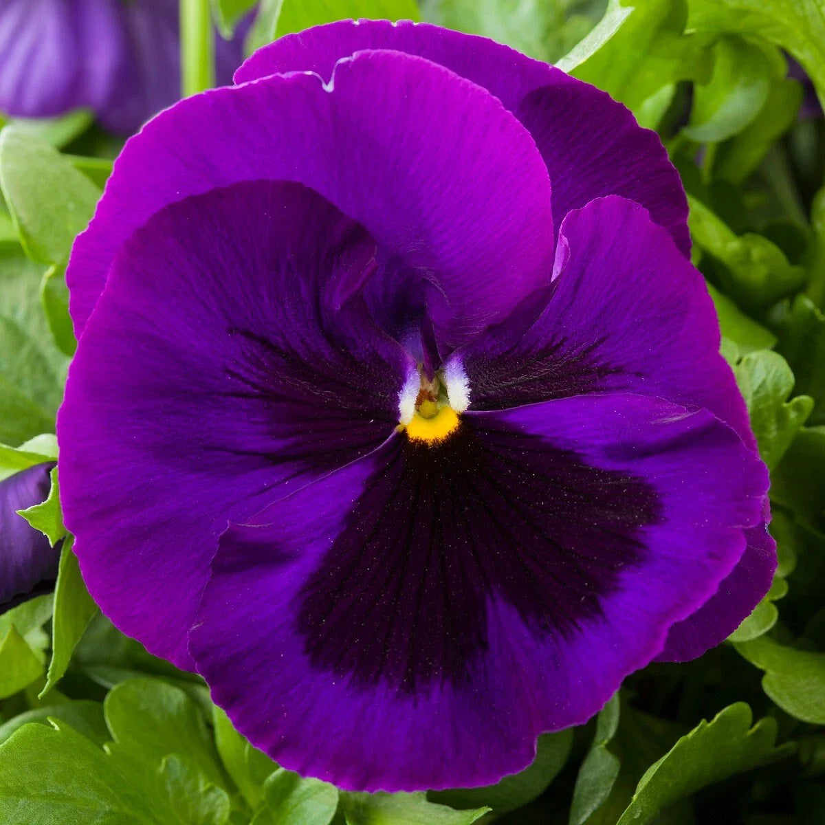 Pansy Seeds - 50 Majestic Giant II Purple Blotch Flower Seeds - Viola x wittrockiana