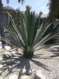 Agave Sisalana Baby Plants - 4" Rooted Green Sisal Hybrid (Agave fourcroydes) - Set of 3