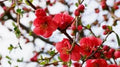 Flowering Quince Cuttings – 5 Double Scarlet Flower Cuttings – Chaenomeles speciosa