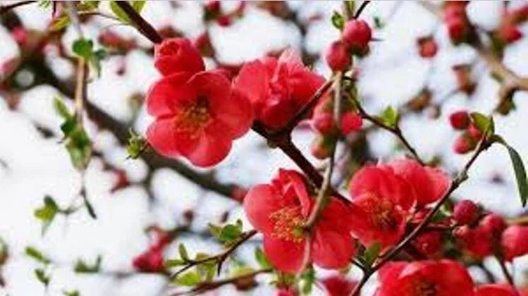 Flowering Quince Cuttings – 5 Double Scarlet Flower Cuttings – Chaenomeles speciosa