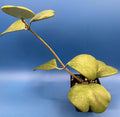 Hoya Plant 3.5" Pot Heart Hoya Fully Rooted (Hoya Kerrii) - Live Indoor Succulent Houseplant