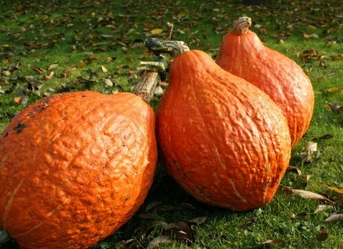 Golden Hubbard Winter Squash Seeds - Heirloom Bulk (10, 25, or 100 Seeds) - Cucurbita maxima