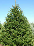 Norway Spruce Tree Live Plant 8-16 Inches Bare Root Picea abies Drought Tolerant Wildlife Habitat Zones 3-7