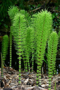 Horsetail Plant Cuttings - 10 Unrooted Equisetum Cuttings for Aquatic Features, Koi Ponds - Perfect for Water Gardens