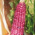 Neon Pink Popcorn Seeds | Mini Pink Pearl Glass Gem Corn Seeds | Barbiecore Variety | 2025