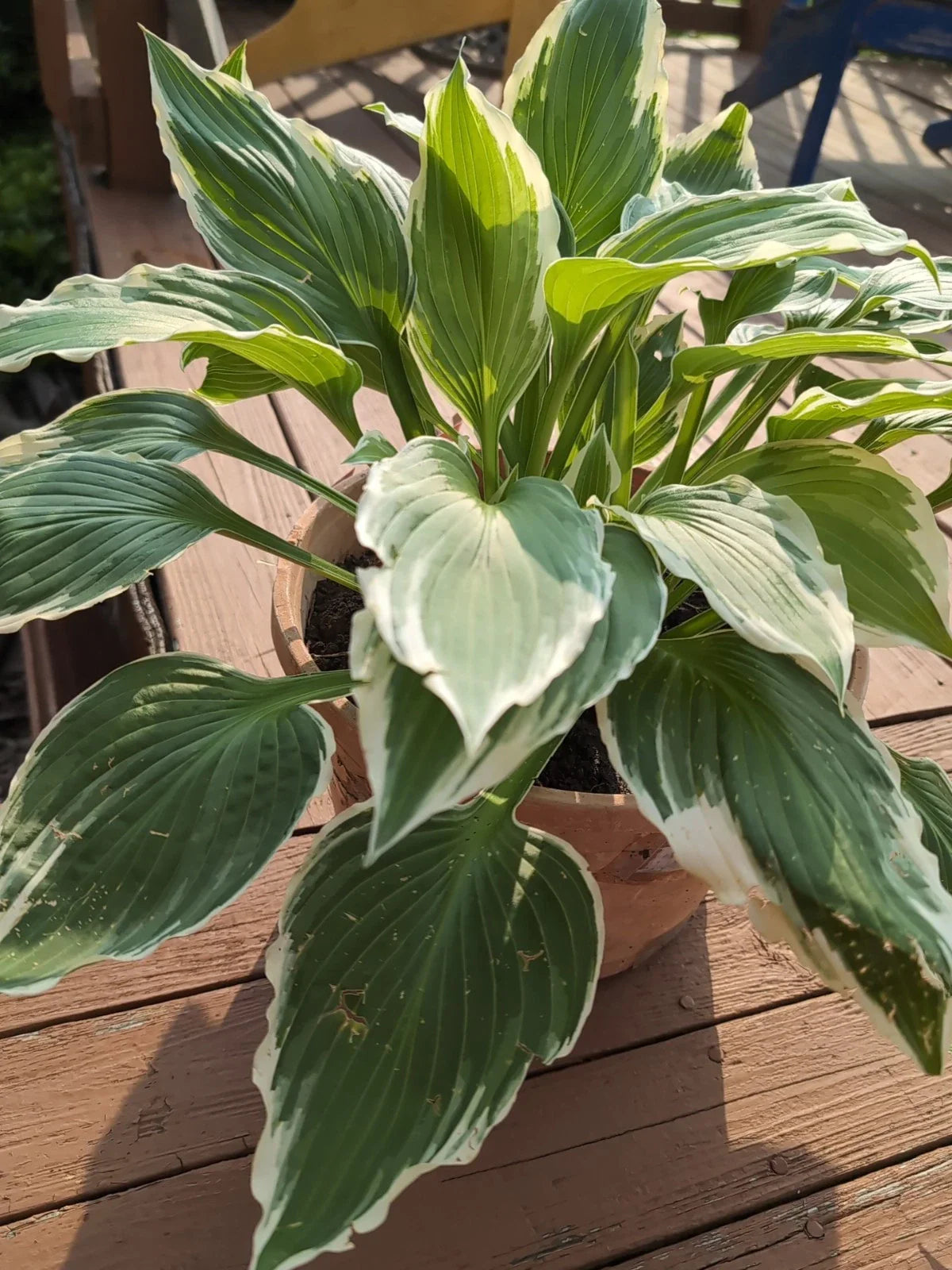 Patriot Variegated Hosta Root Plant - Large Size, Hosta 'Patriot', Shade-Loving, 12-20" Tall, White Margins, Ready to Plant