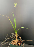 Trachyandra saltii - Rare Succulent Plant - 2.5" Pot - Unique Indoor Greenery