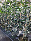 Arbequina Olive Tree Plant - Live in 4 Inch Pot, Robust Roots, Olea europaea Variety