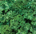 Mustard Seeds 500+ Southern Giant Curled Green Brassica juncea for Healthy Garden