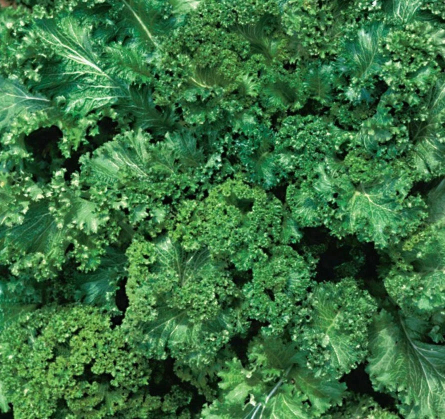 Mustard Seeds 500+ Southern Giant Curled Green Brassica juncea for Healthy Garden
