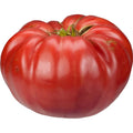 Giant Belgium Seeds - 25 Fresh Seeds for Planting - Heirloom Variety - Perfect for Gardens - Organic Gardening