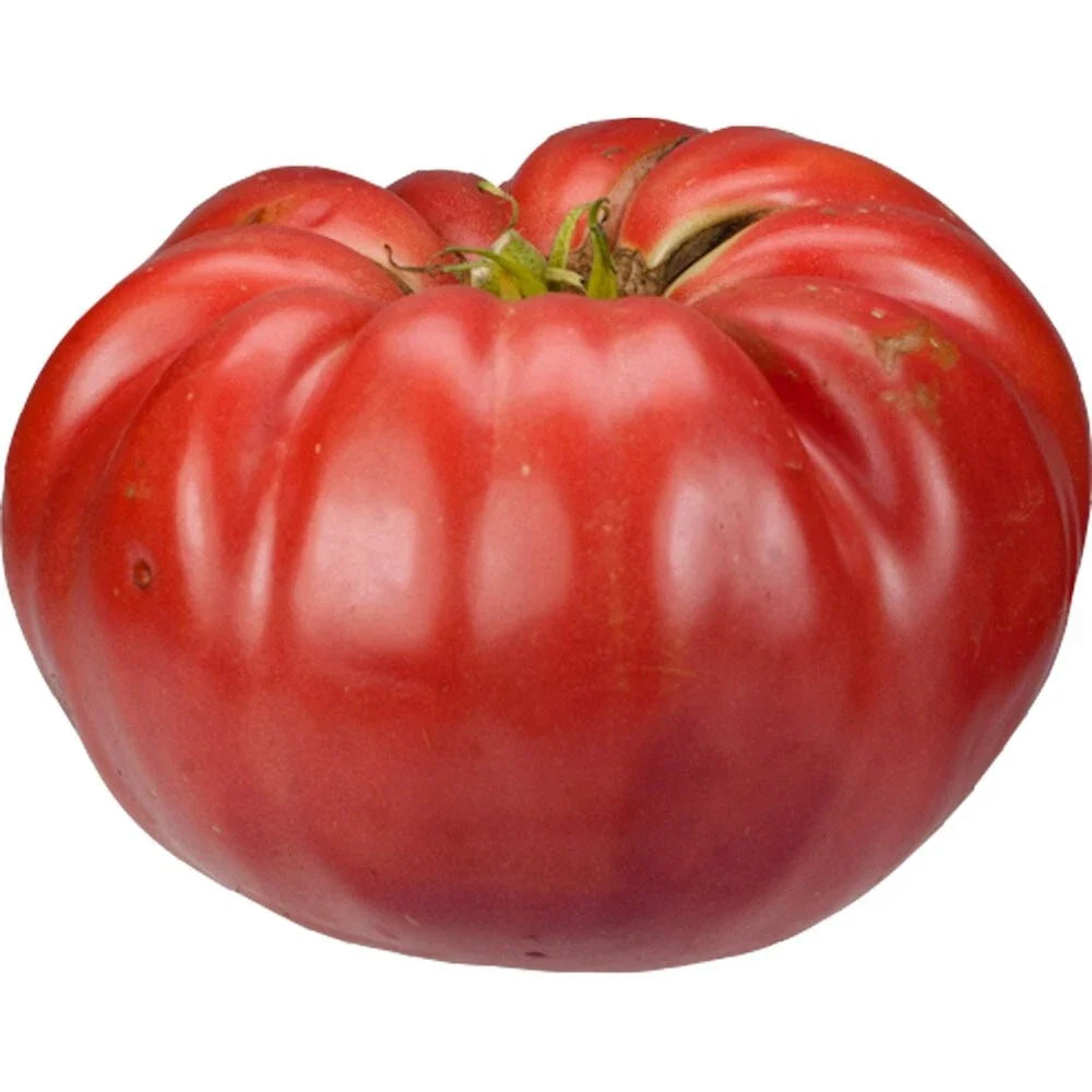 Giant Belgium Seeds - 25 Fresh Seeds for Planting - Heirloom Variety - Perfect for Gardens - Organic Gardening