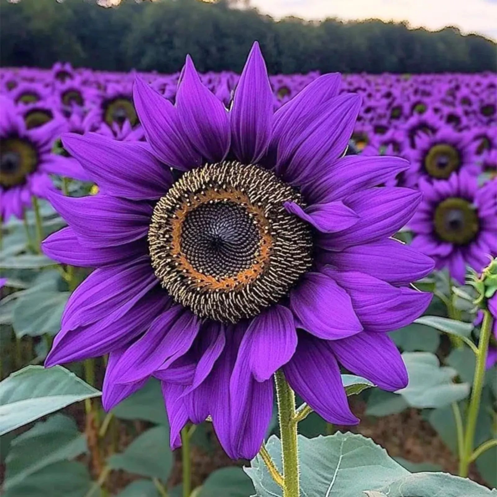50pcs Purple Sunflower Seeds - 'Violet Majesty' Rare Heirloom Variety - Helianthus annuus