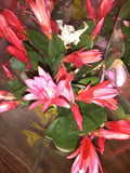 Dark Pink Magenta Easter Cactus Cutting - Schlumbergera spp. - Live Plant Propagation Material