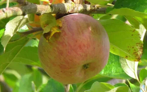 Baguette Violette Apple Seeds - 25+ Count for Garden Planting - Malus domestica - USA Seller - Free Shipping