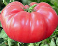 Pink Brandywine Tomato Seeds - 100+ Indeterminate Beefsteak Variety - Heirloom Vegetable Seeds for Garden