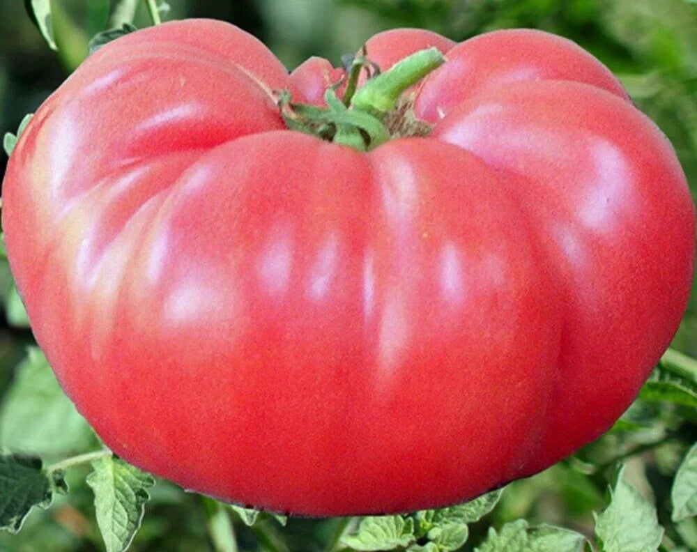 Pink Brandywine Tomato Seeds - 100+ Indeterminate Beefsteak Variety - Heirloom Vegetable Seeds for Garden