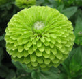 Green Zinnia Flower Seeds 100+ "Envy" Annual Garden Seeds for Bees & Birds (Zinnia elegans)
