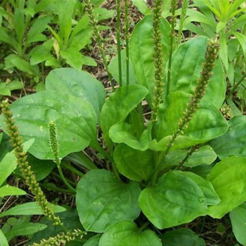 Plantago Major Bare Root Broadleaf Plantain - 3 Live Plants Ready to Plant
