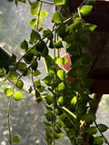 Dischidia Ruscifolia Million Hearts Plant 4" Unrooted Cutting - Unique Houseplant for Home Decor