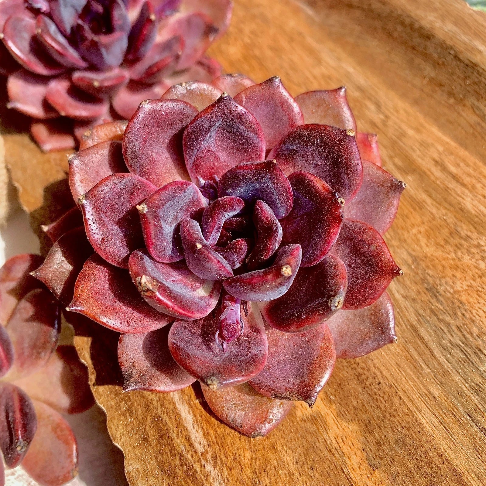 Echeveria Black Mamba Succulent Plant - Rare Bare Root Easy Care Live Plant - Great for Indoor Gardening